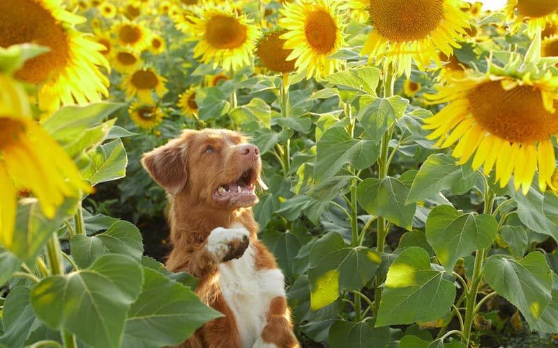 Sunflower seeds for dogs