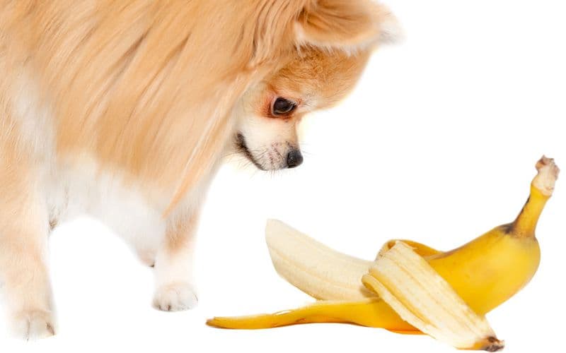 Bananas for dogs