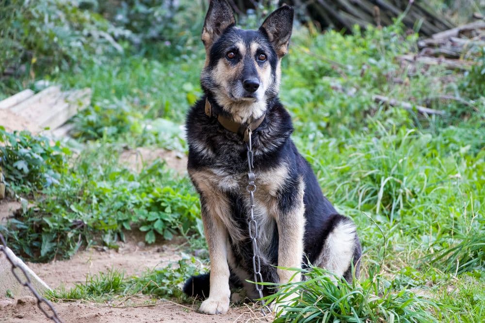 Chained dog with limited movement area