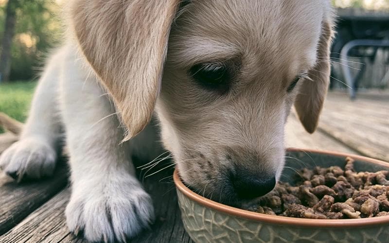 How much should my puppy eat?