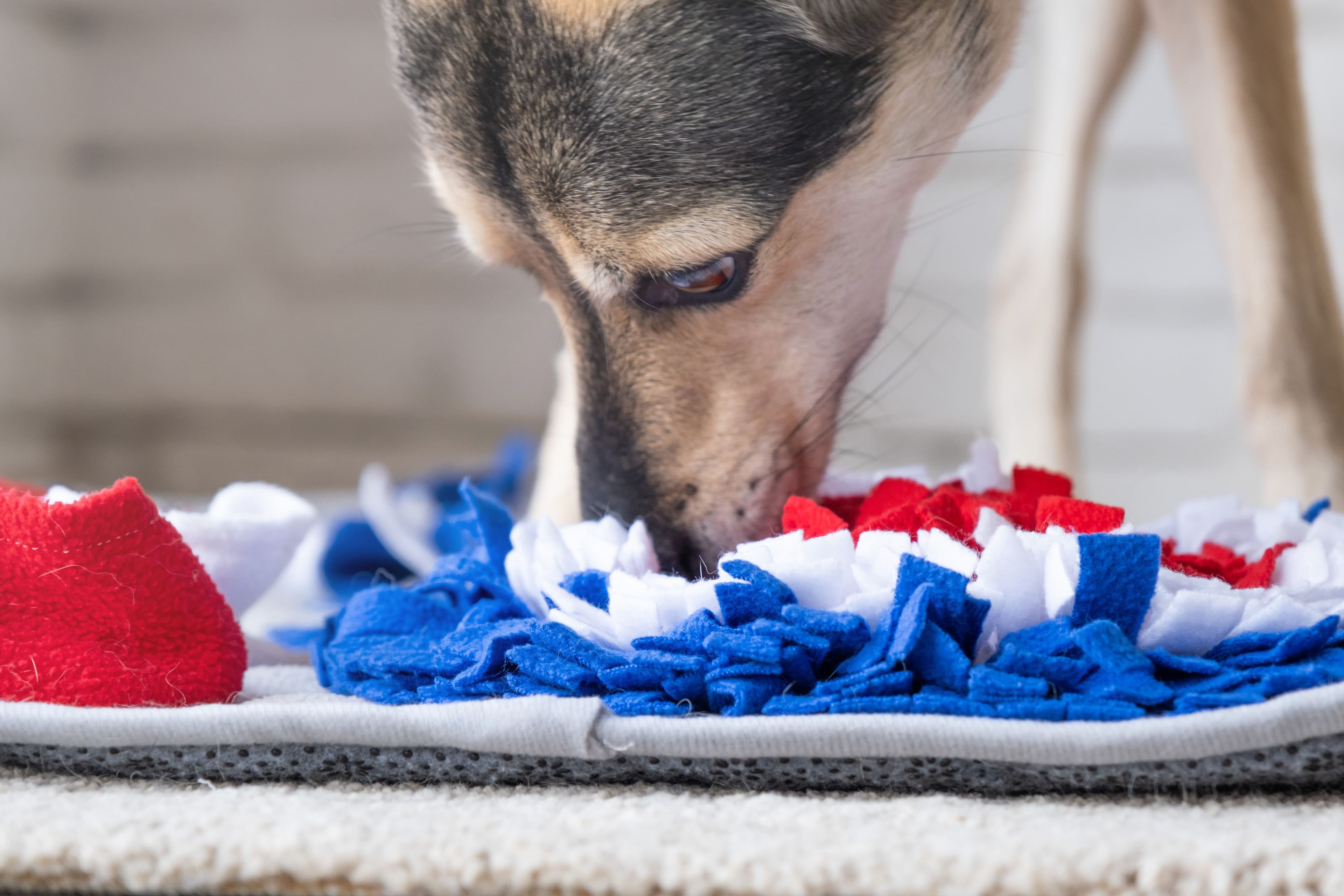 Dog plays with snuffle mat