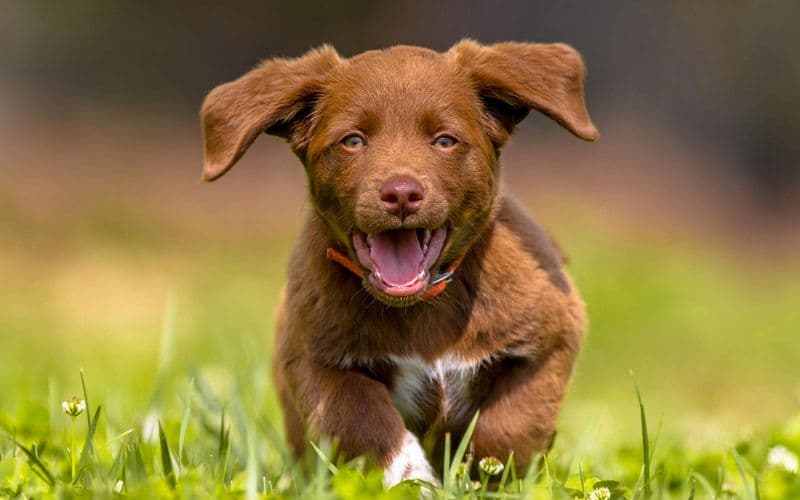 Young growing puppy runs in the field