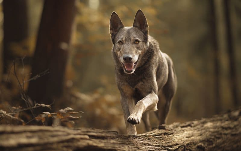 Dog uses balance, coordination and proprioception while walking in the woods