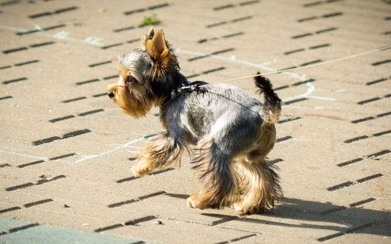 Little Yorkie walking