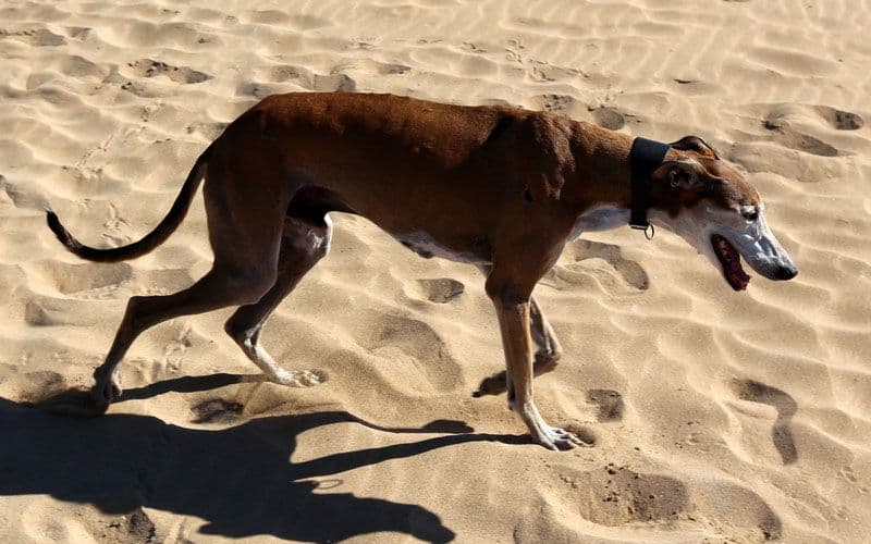 Senior dog walks