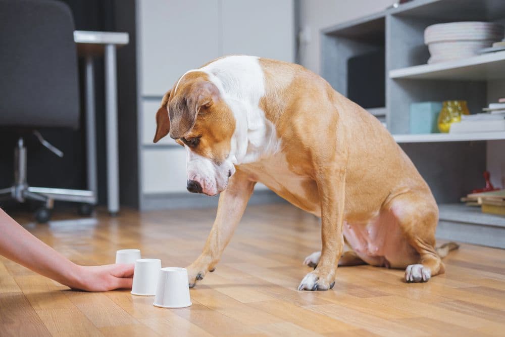 Dog plays a game with their owner