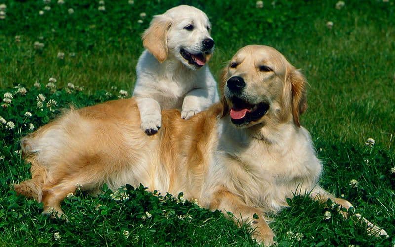 Golden Retriever adult and a puppy resting in a field